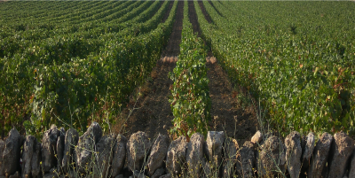 Farnese Vini SRL