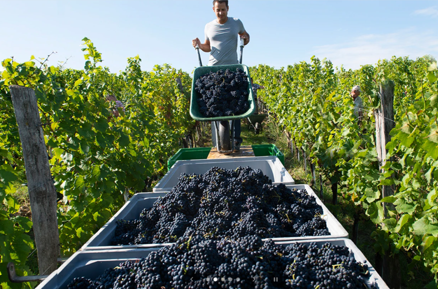 Weingut Philipp Grassl GmbH