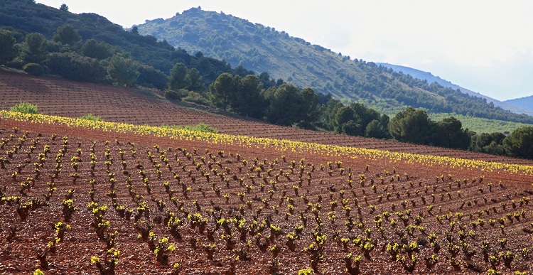 Bodegas Borsao